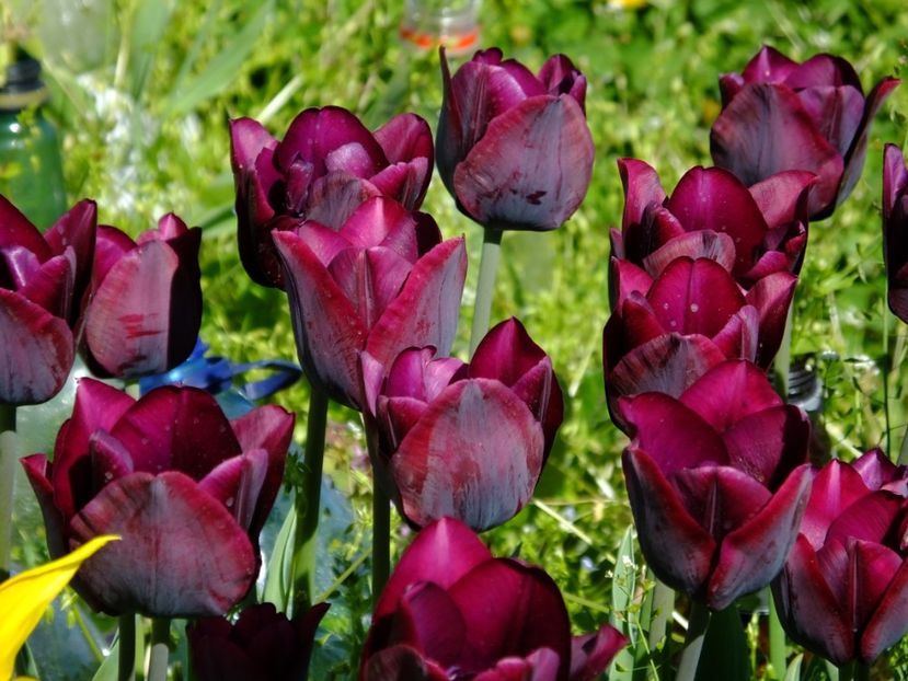  - 2018_02_Lalele_III