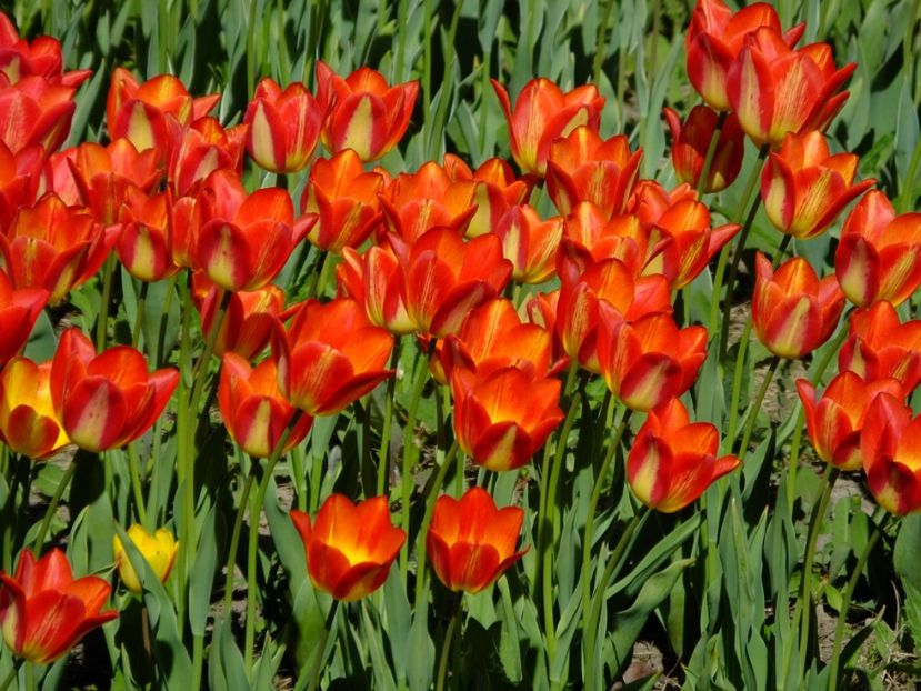  - 2018_02_Lalele_III