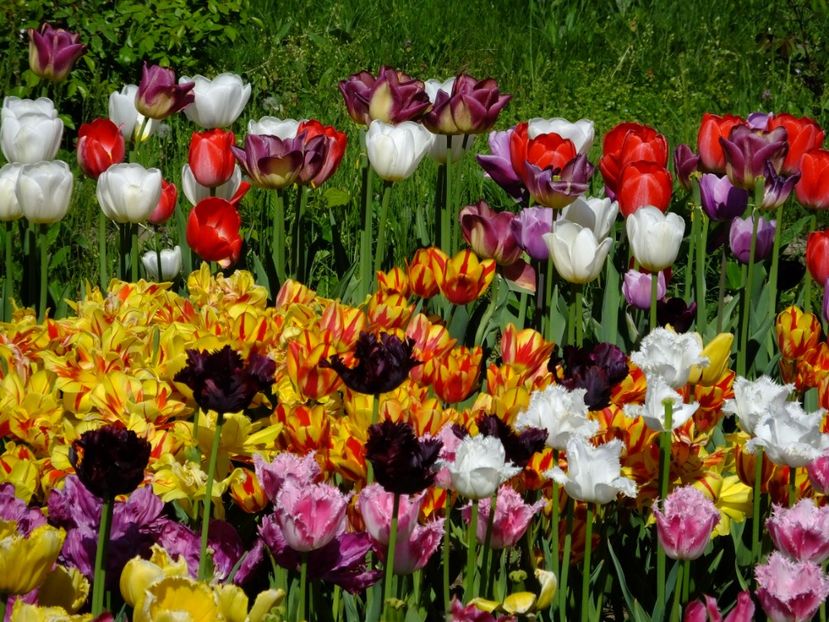  - 2018_02_Lalele_III