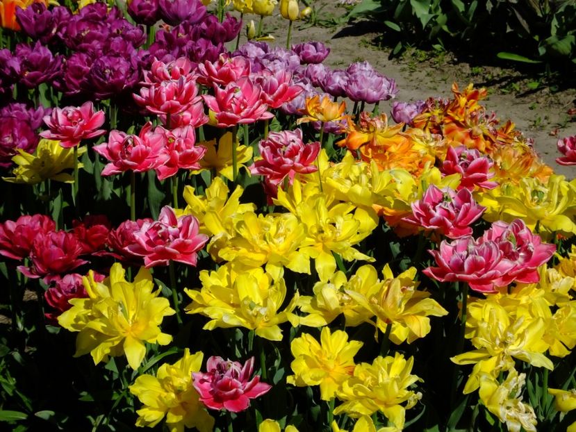  - 2018_02_Lalele_III