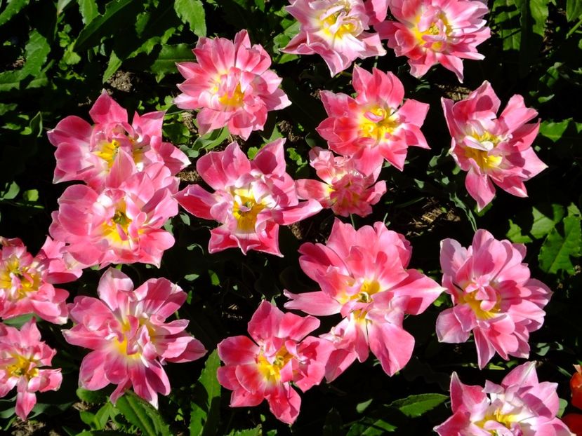  - 2018_02_Lalele_III