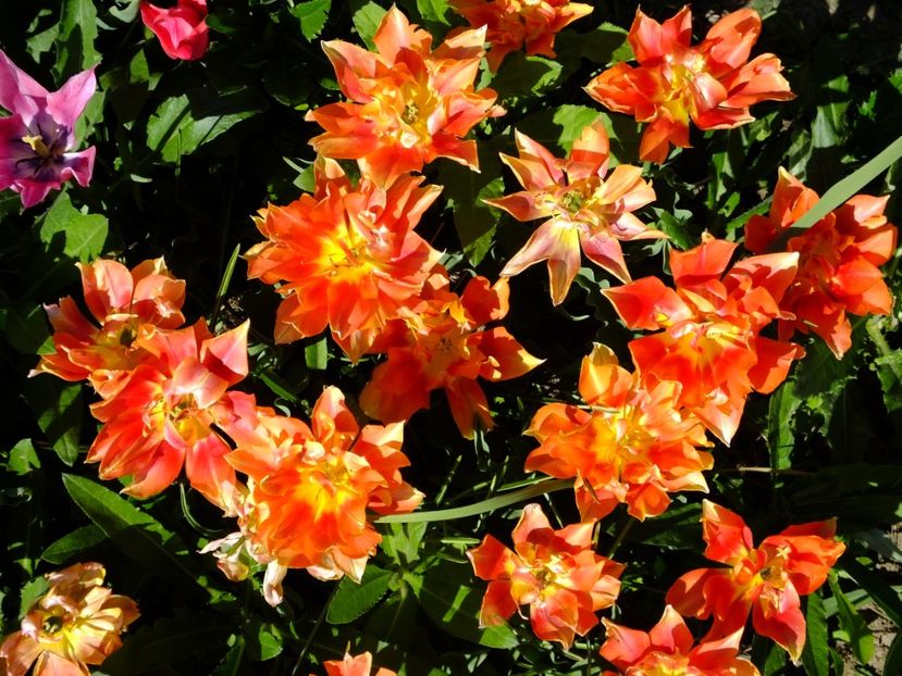  - 2018_02_Lalele_III