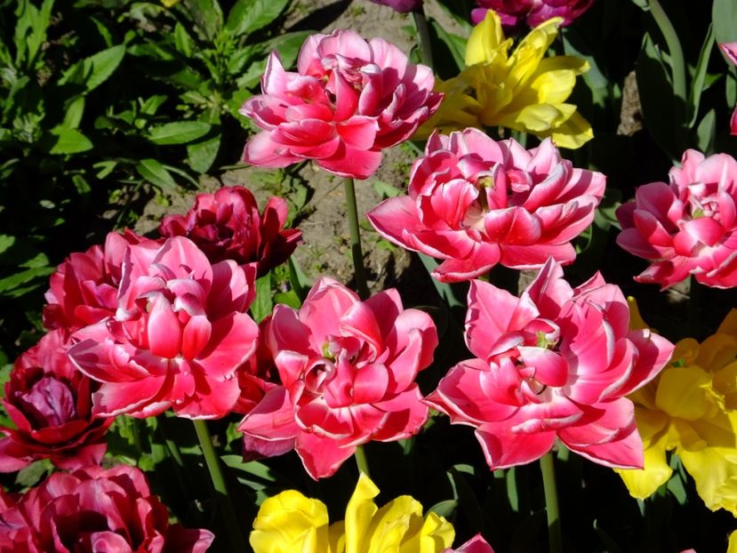  - 2018_02_Lalele_III