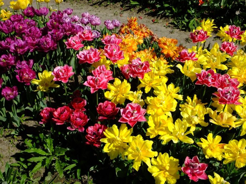  - 2018_02_Lalele_III