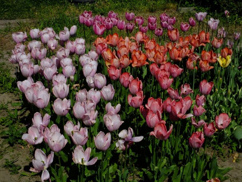  - 2018_02_Lalele_III