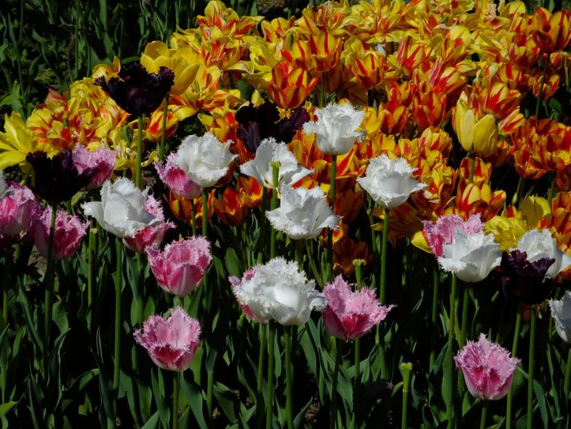  - 2018_02_Lalele_III