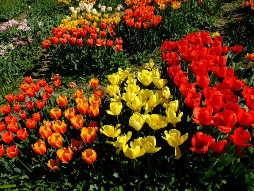  - 2018_02_Lalele_III