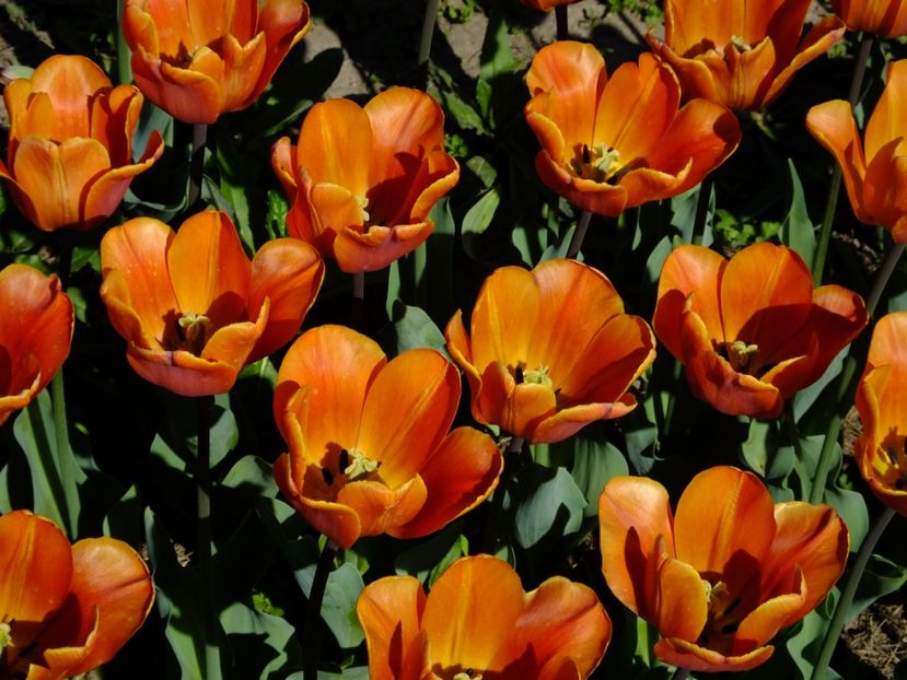  - 2018_02_Lalele_III