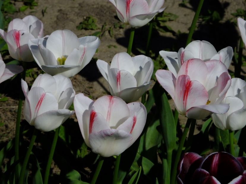  - 2018_02_Lalele_III