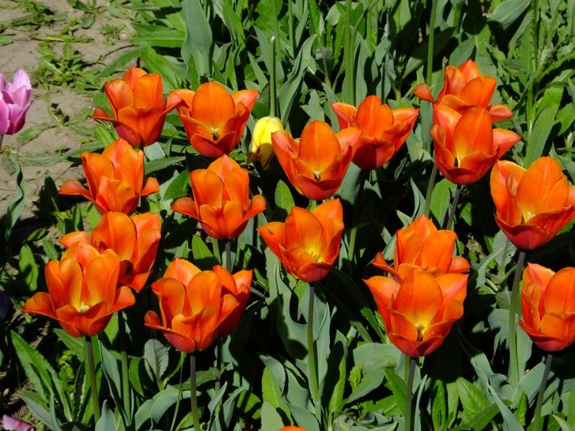  - 2018_02_Lalele_III