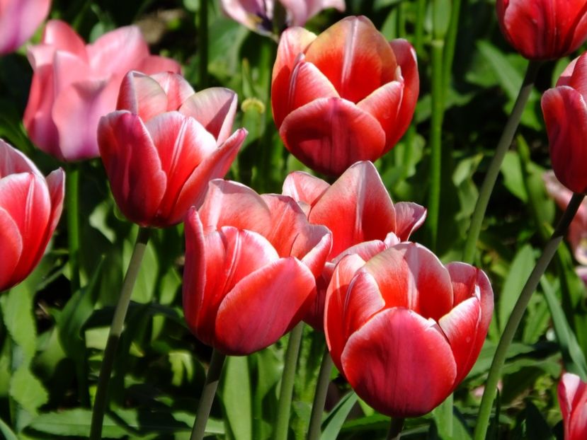  - 2018_02_Lalele_III