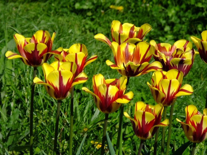  - 2018_02_Lalele_III