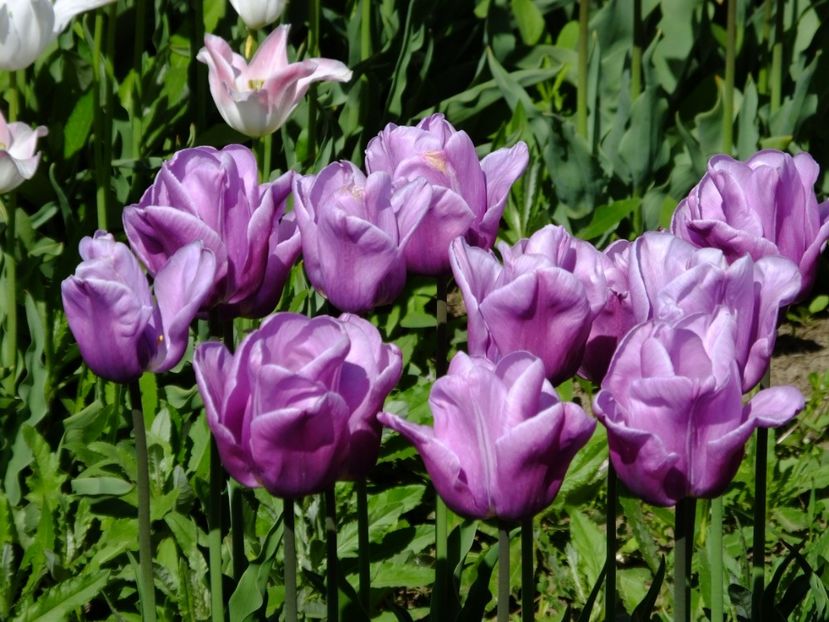  - 2018_02_Lalele_III