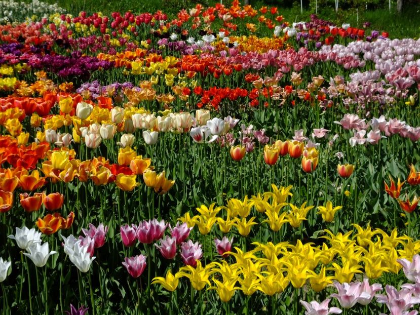  - 2018_02_Lalele_III