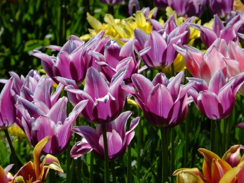  - 2018_02_Lalele_III