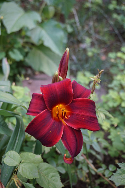 Chocolate Candy - Hemerocallis 2018- 2019