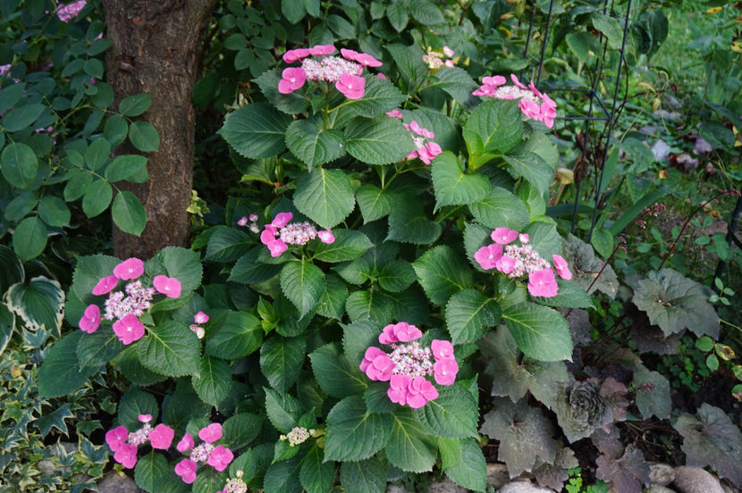  - Hortensii 2018- 2019