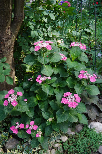  - Hortensii 2018- 2019