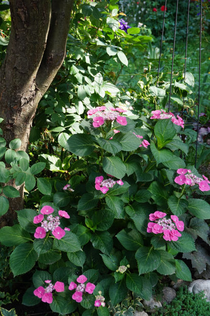  - Hortensii 2018- 2019