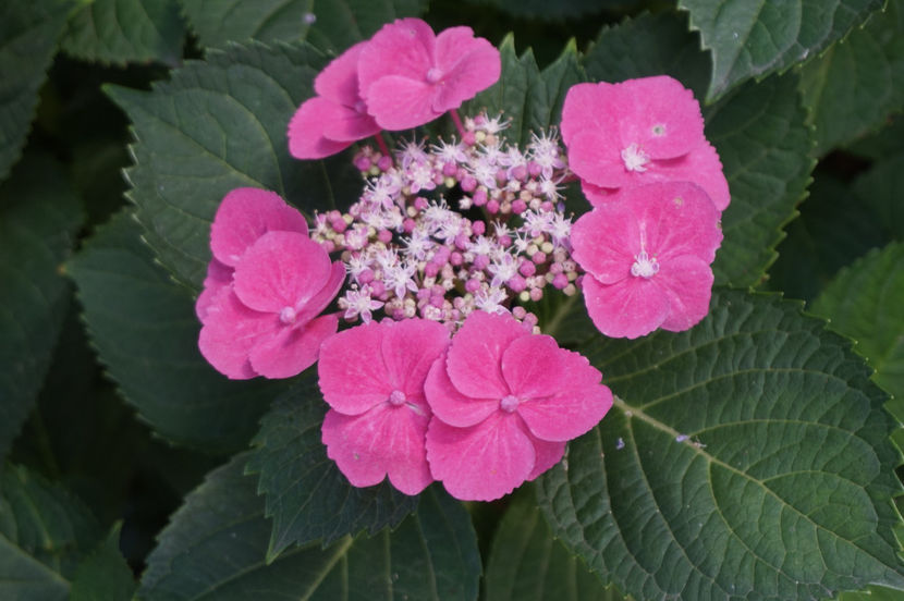  - Hortensii 2018- 2019