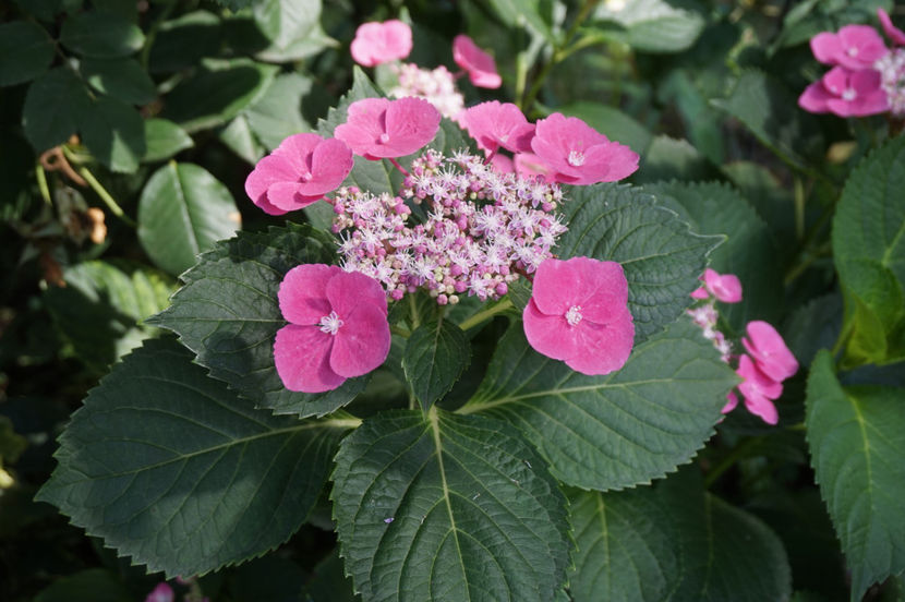  - Hortensii 2018- 2019