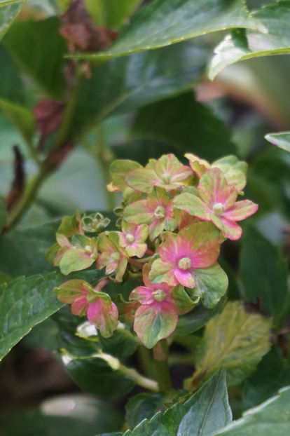  - Hortensii 2018- 2019