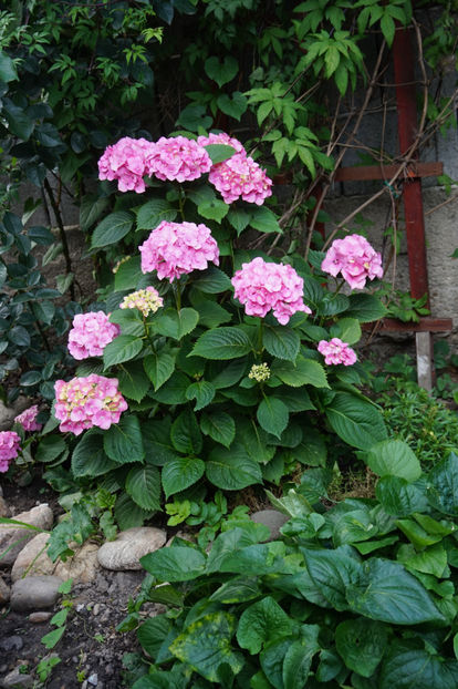  - Hortensii 2018- 2019