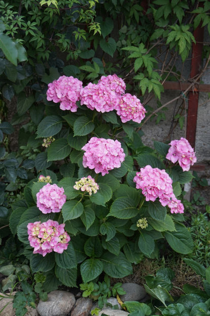  - Hortensii 2018- 2019