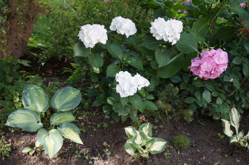  - Hortensii 2018- 2019