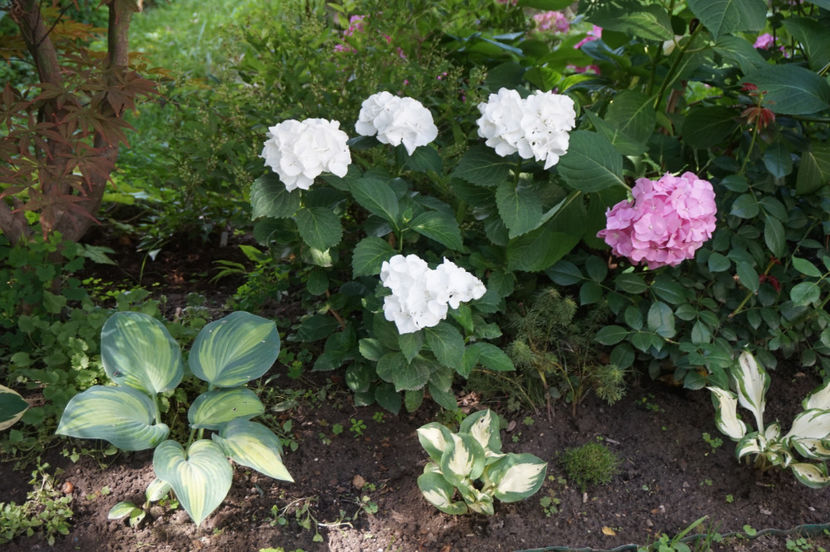  - Hosta 2018- 2022