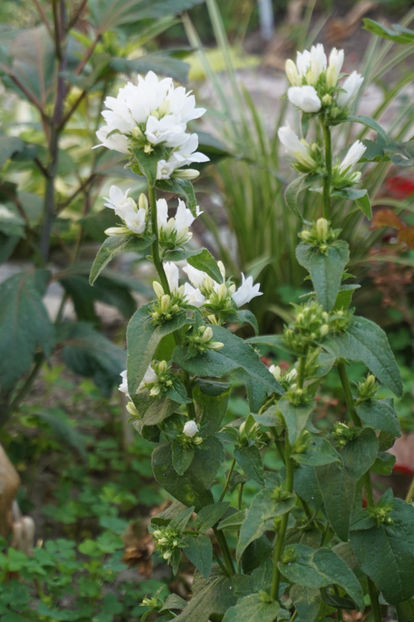  - Campanula