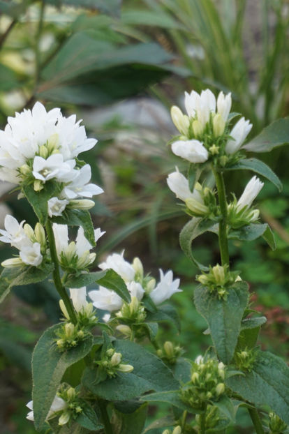  - Campanula