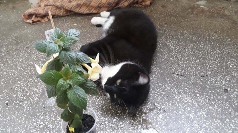  - R20 - Santiano Improved