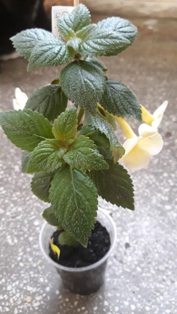  - R20 - Santiano Improved