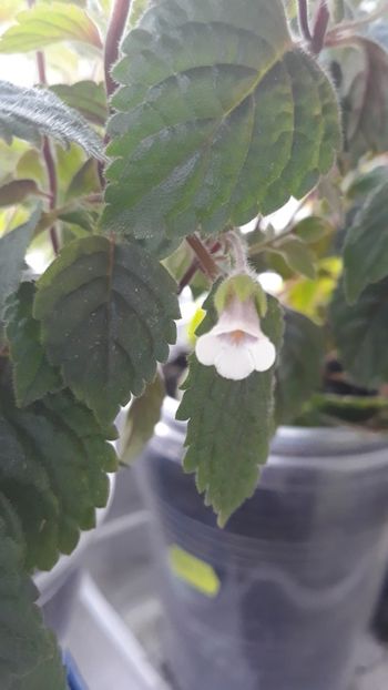 Misera - 0001 ACHIMENES 2018-2022