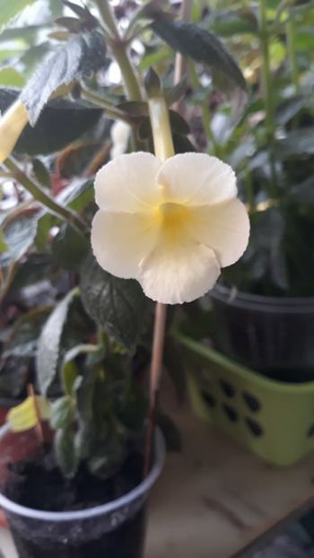  - 0001 ACHIMENES 2018-2022