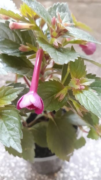  - R18 Grape Wine - renuntat