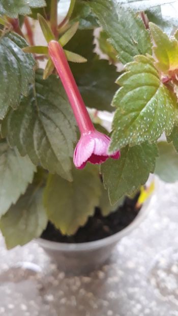  - R18 Grape Wine - renuntat