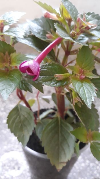  - R18 Grape Wine - renuntat