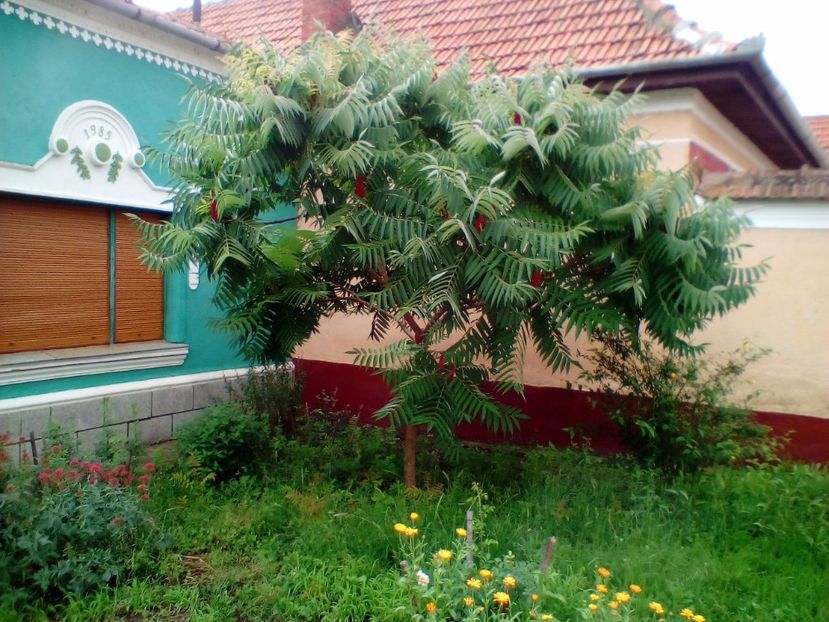 17 06 2018 - Rhus typhina