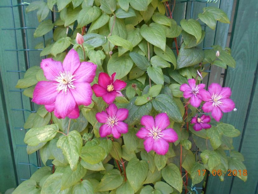  - 3Clematite2018