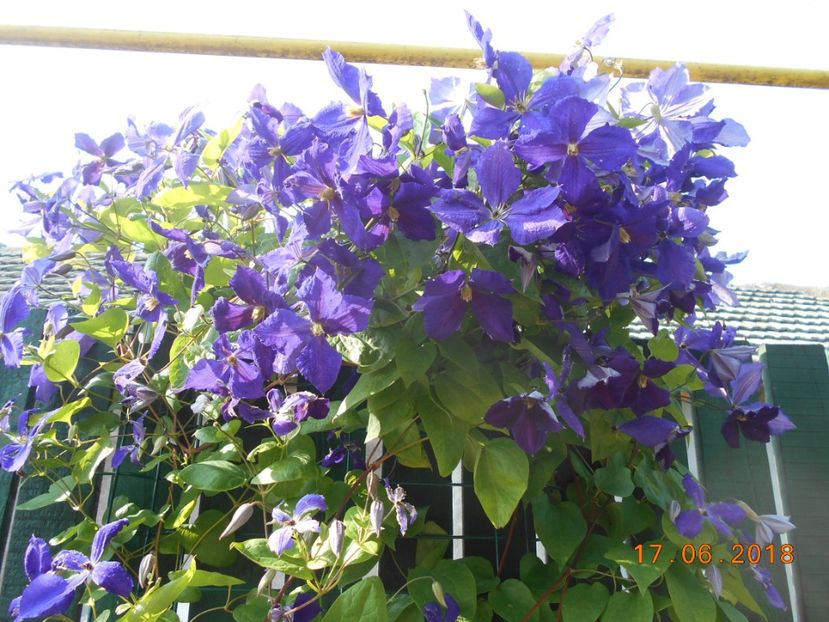  - 3Clematite2018