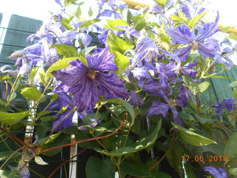  - 3Clematite2018
