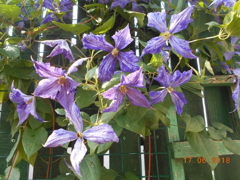  - 3Clematite2018
