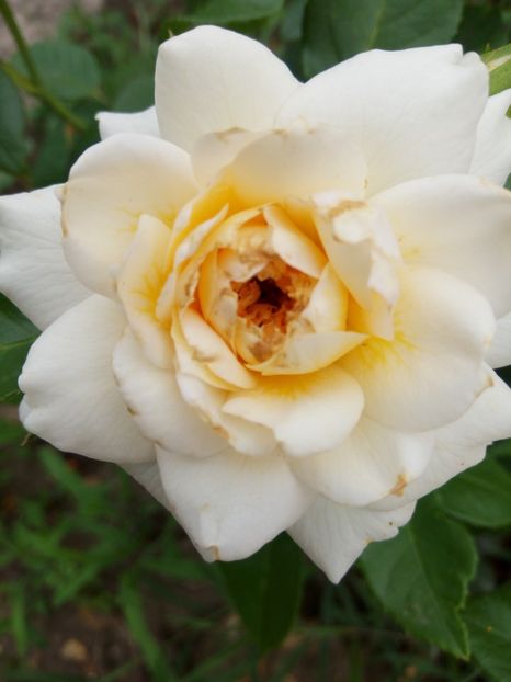 Iunie - Nadine Xella Ricci