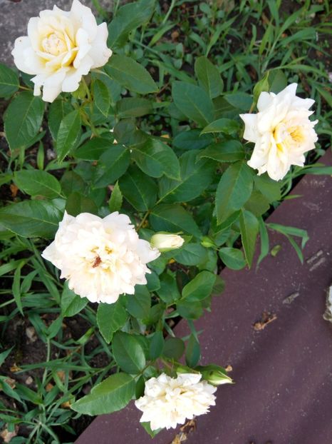  - Nadine Xella Ricci