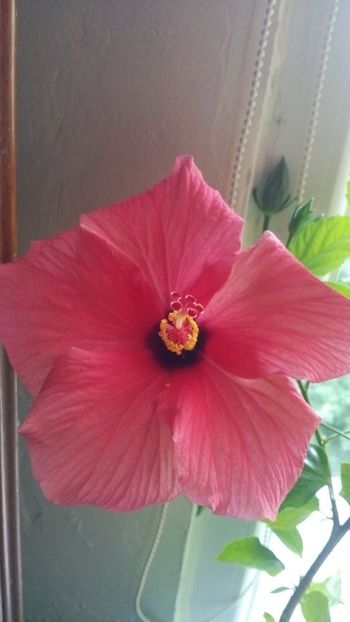  - Hibiscus
