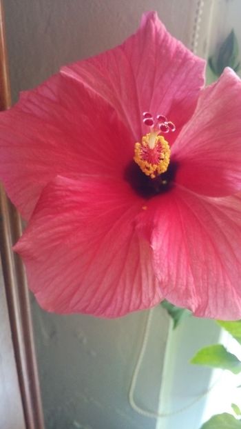  - Hibiscus