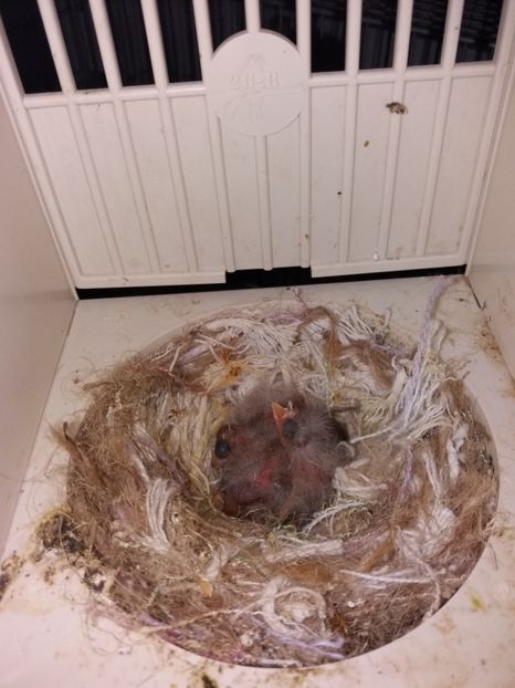 pui hibrizi sticlete - pui hibrizi petrusi sticlete si canarusi 2018