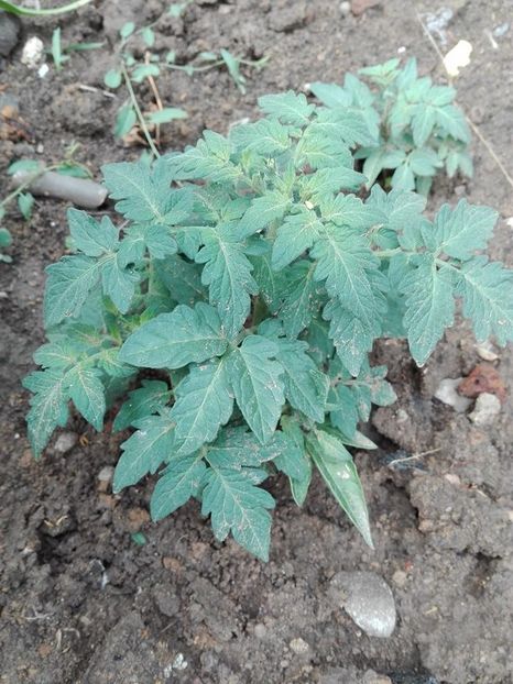  - flori de gradina